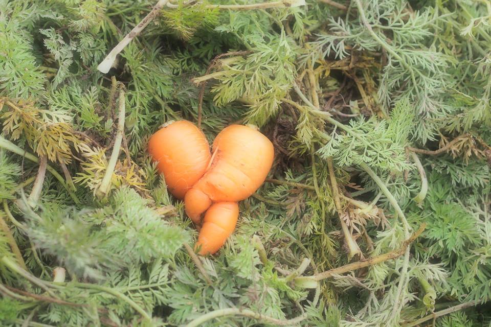 菜園をつくろう！@co-ba hida takayama