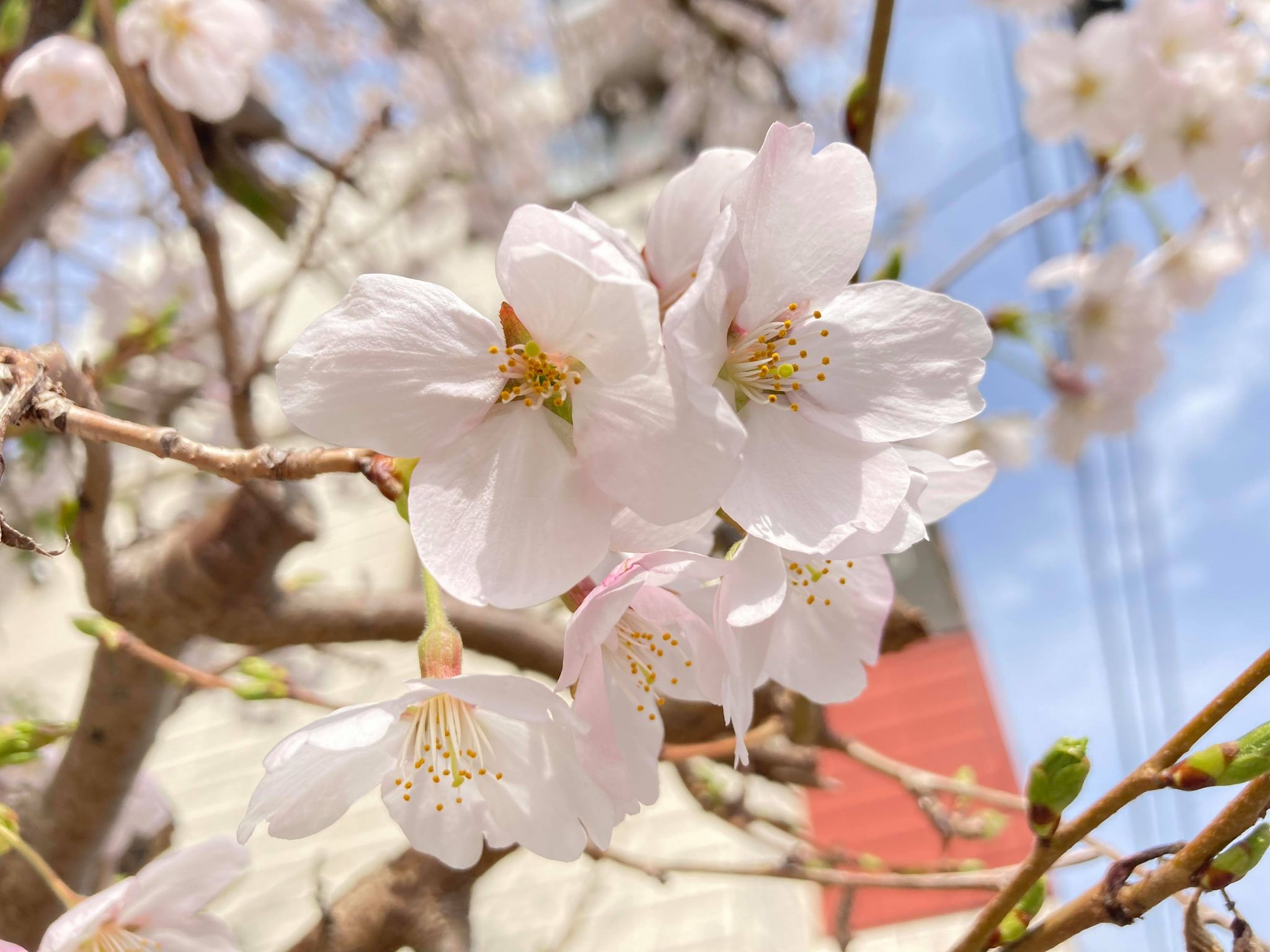 co-ba koriyama noteも更新しています。